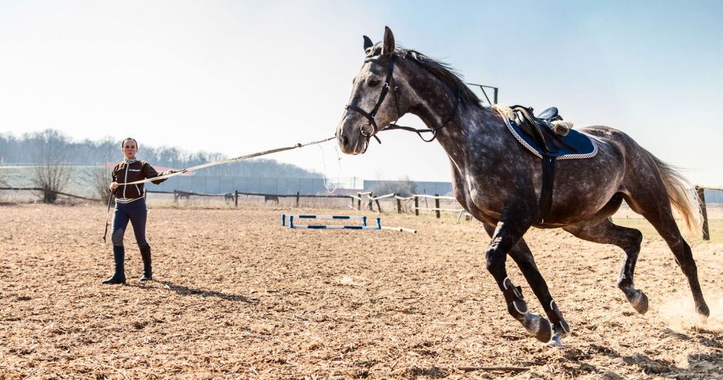 training your horse