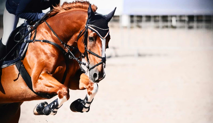 preparing your horse for the racing track